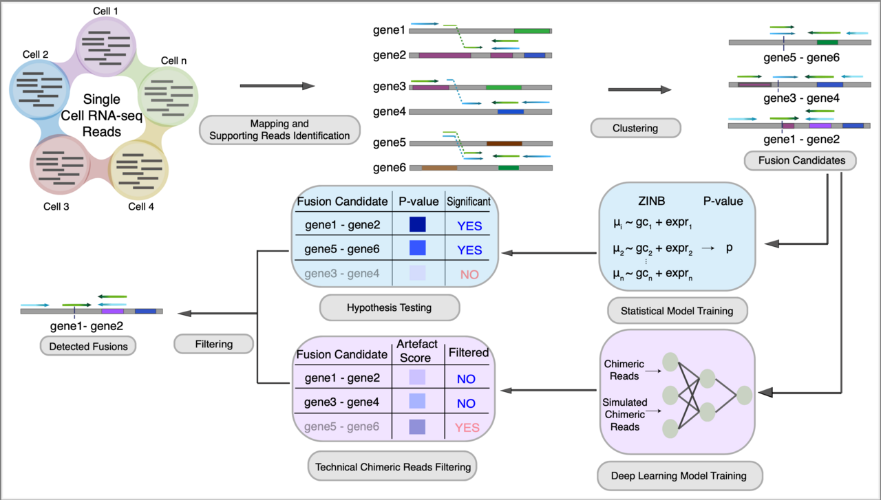 scFusion: the first single-cell gene fusion detection method