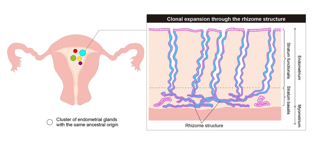 How do mutant clones expand in the normal endometrium?
