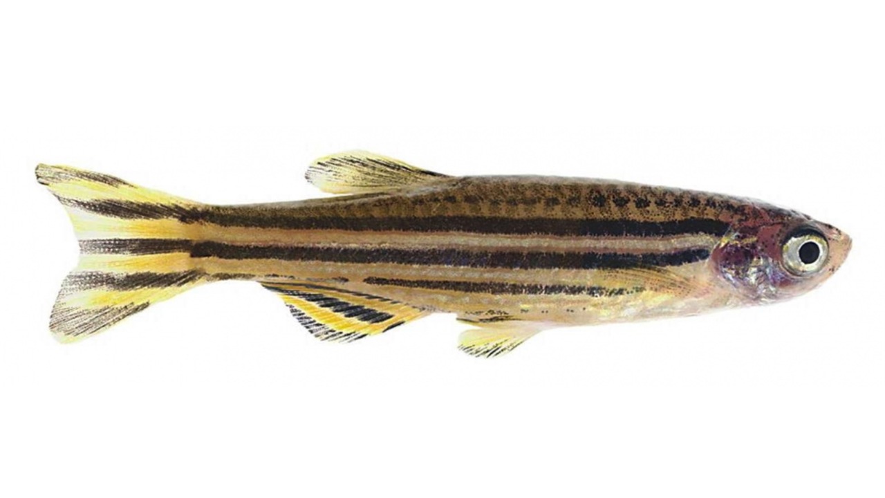 Zebrafish imaging reveals TP53 mutation switching oncogene-induced senescence from suppressor to driver in primary tumorigenesis