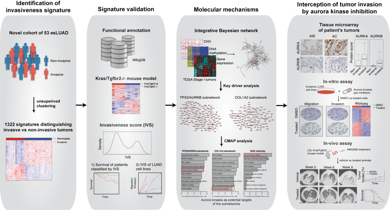Integrative network analysis identifies Aurora kinases as key driver of invasiveness in early-stage lung adenocarcinoma