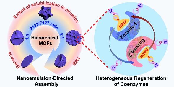 Nanoemulsion-directed growth of MOFs with versatile architectures for the heterogeneous regeneration of coenzymes