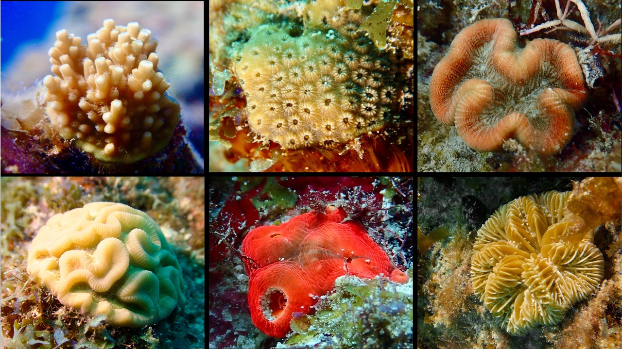 Can coral recruitment lead the way to recovery after a devastating disease outbreak in the Caribbean?