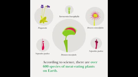 Carnivouros plants