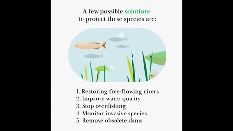 The overlooked value of freshwater fish