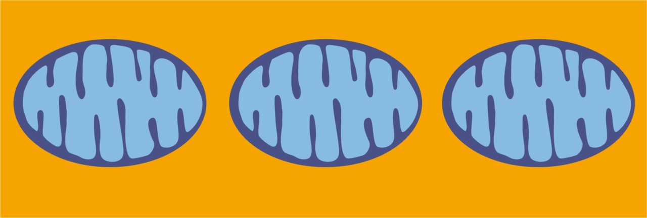 Agnieszka Chacinska: “There is a moment when the things and observations start to fall into a reasonable hypothesis or even a model. This is the moment I love.”