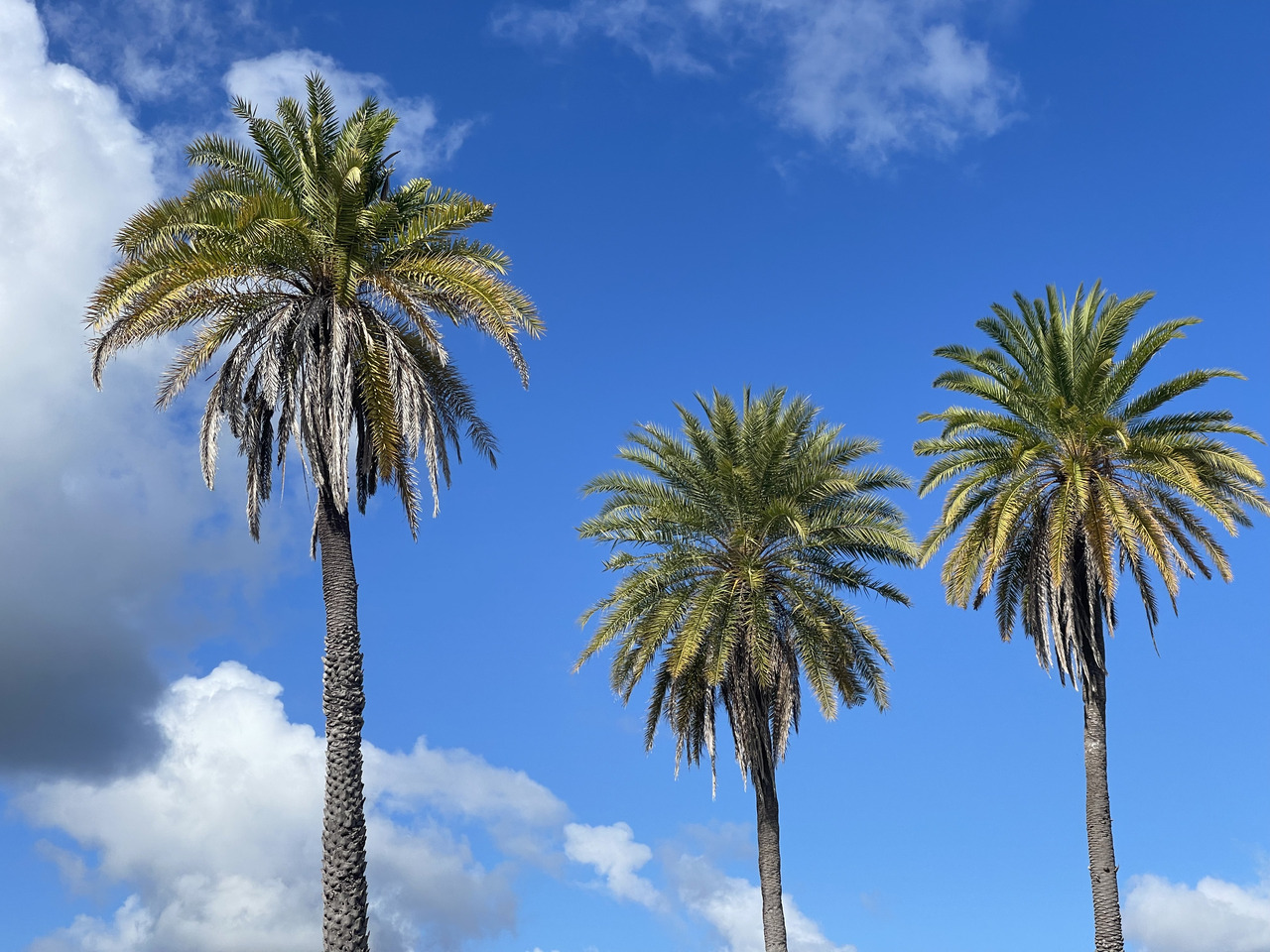 Leadership-in-Action Project Outline