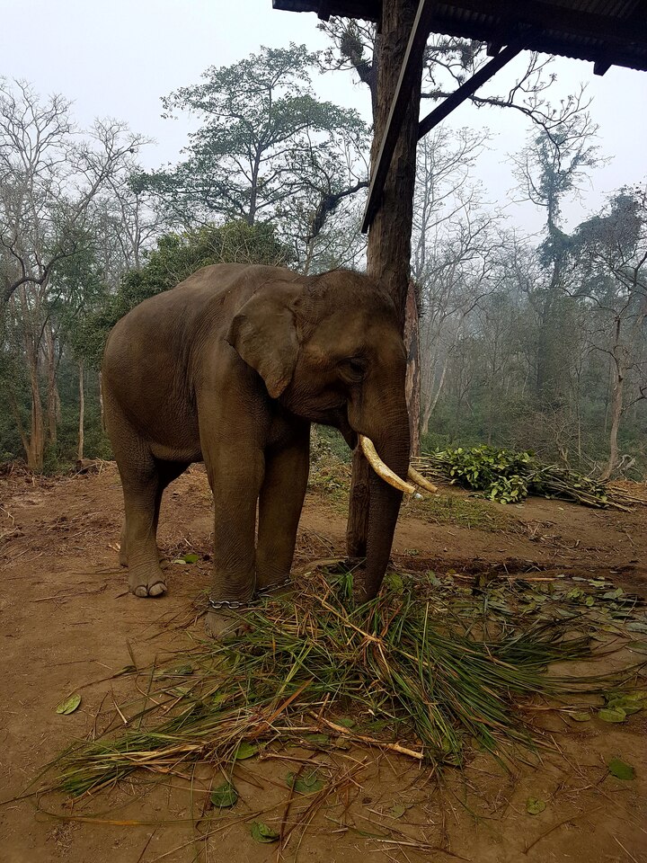 Shared Air: Comparing Elephant and Human Respiratory Microbiomes