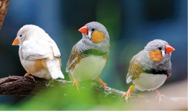 Podcast and video: The Vertebrate Genomes Project