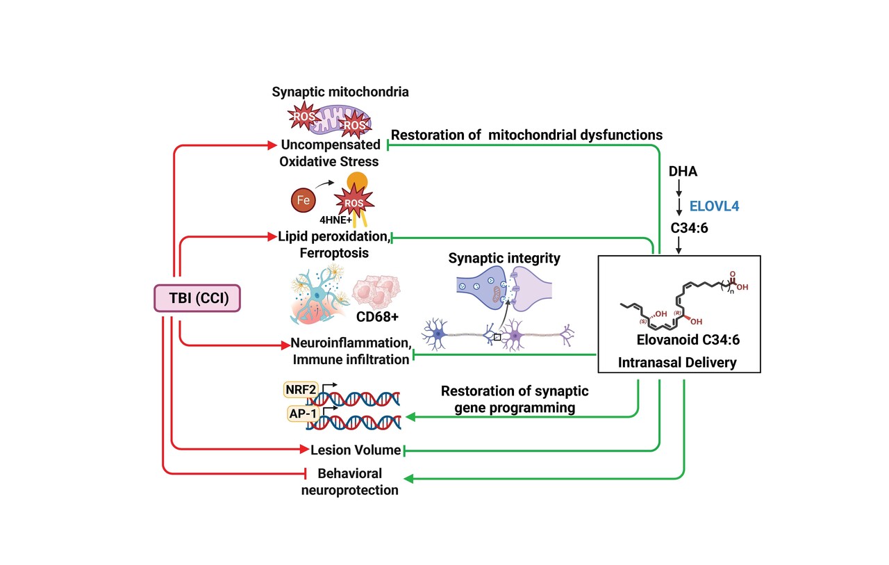 Molecular guardians of homeostatic synaptic plasticity in Alzheimer’s disease 