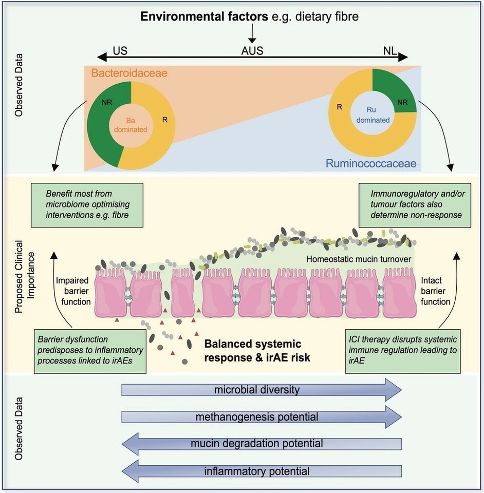 Cross-continental analysis of gut microbiome associations with cancer immunotherapy outcomes