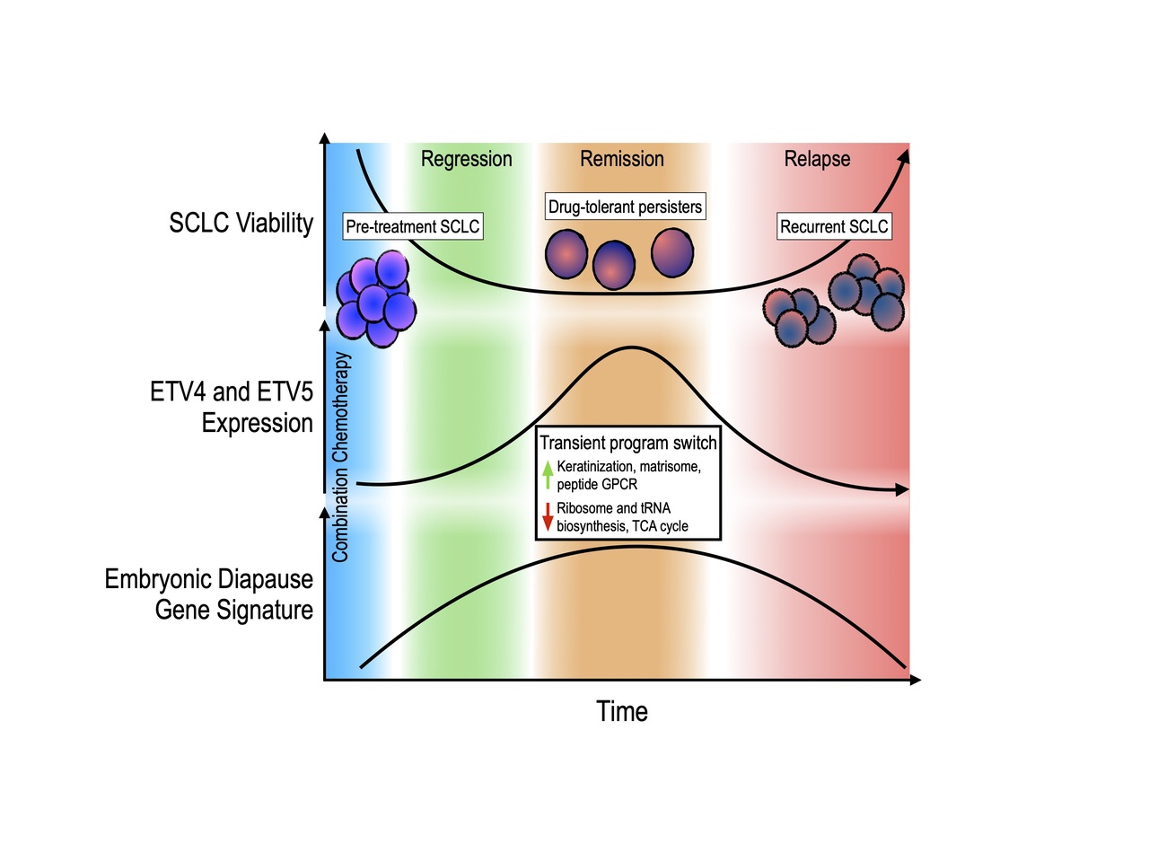 Targeting PEA3 transcription factors to mitigate small cell lung cancer progression