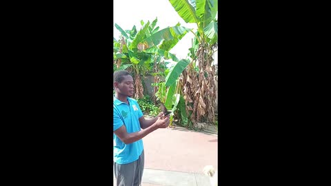 Release of Little swift