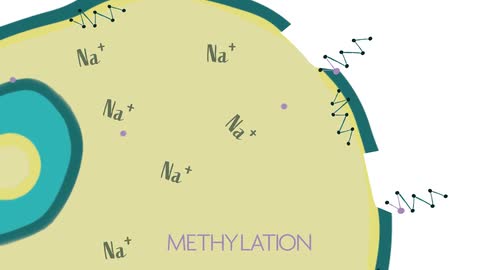 Methylation of Na+ channels in cardiac cells - the mechanism behind sudden death 