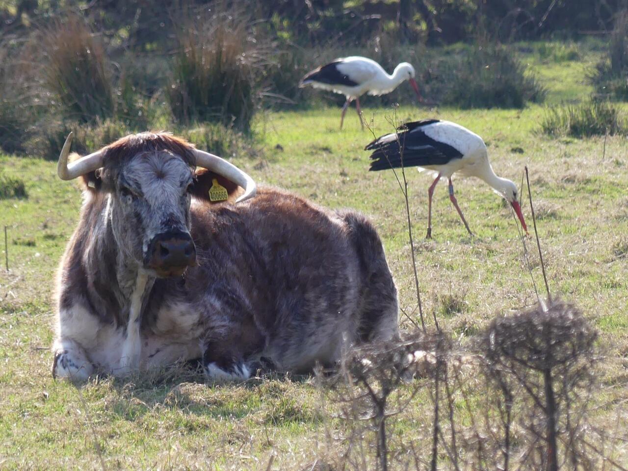 Project Outline: Rewilding and Reconnecting Durham University Estate 