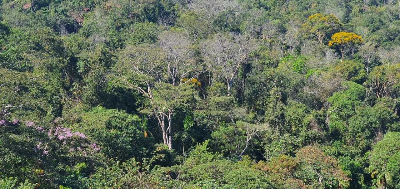 International Markets are not the Only Driver of Deforestation