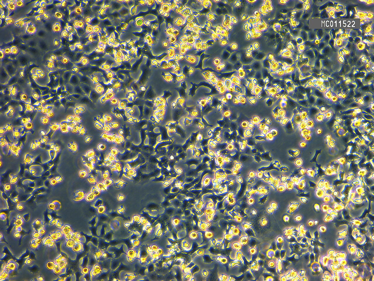 Everything I Learned from my 6 Week Research Project