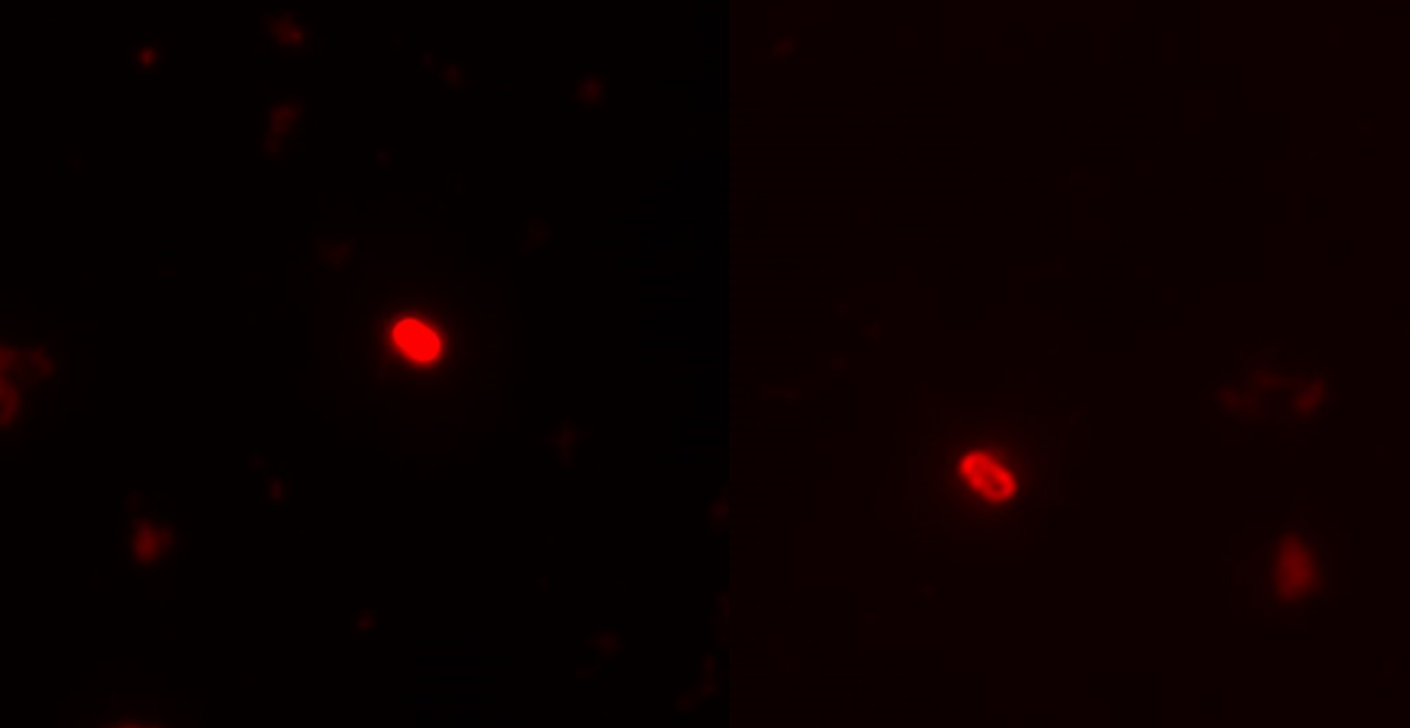 My Research Project – Summer 1 Blog Post