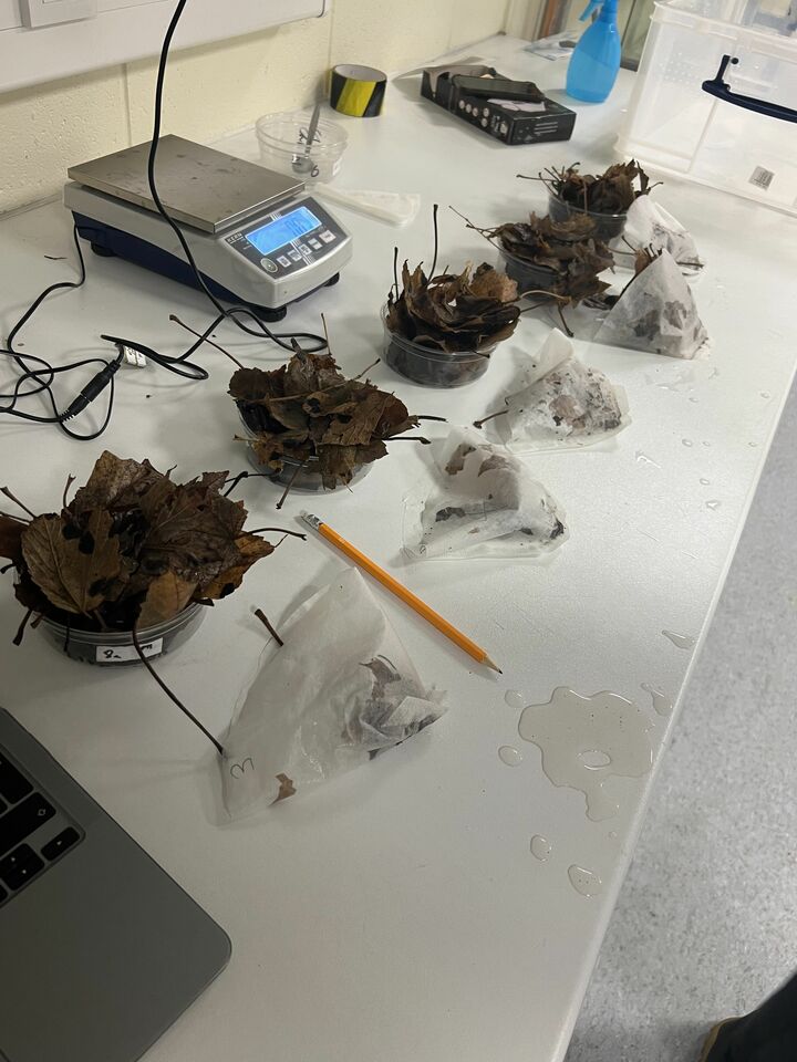 Mussel Memory Week Two