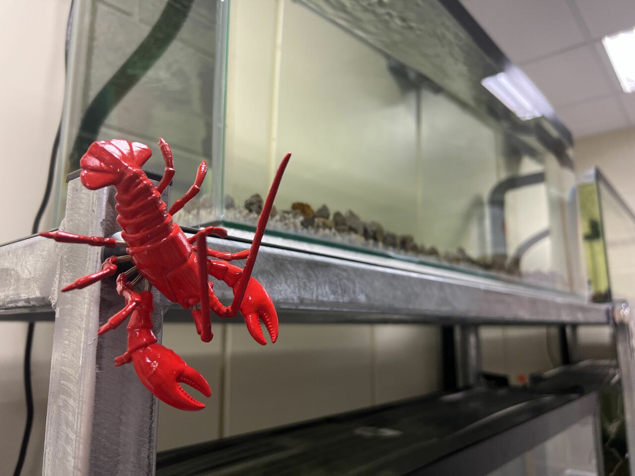 Mussel Memory Week Four