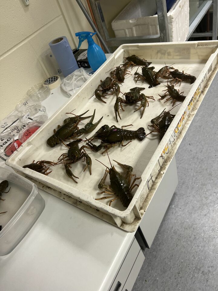 Mussel Memory Week One