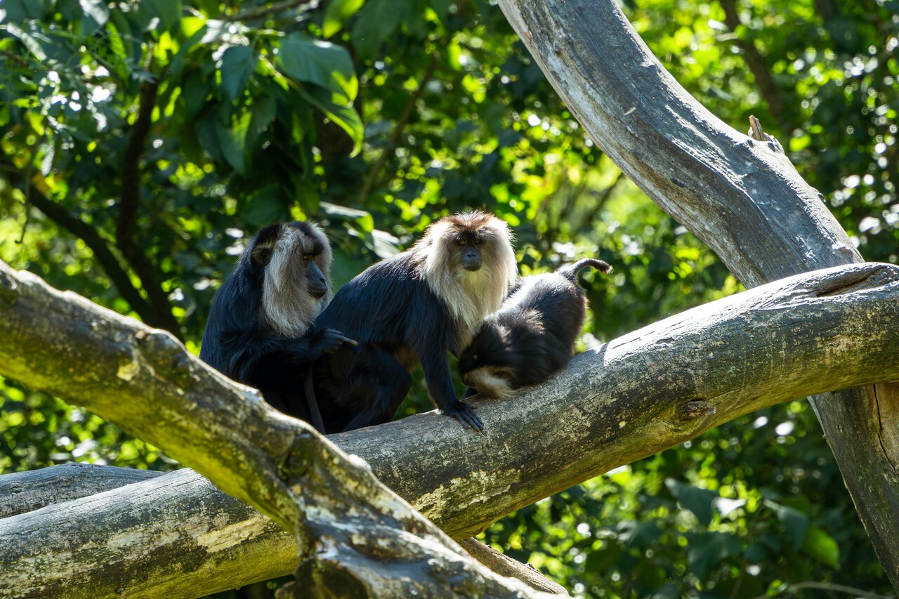 Today's WildHub Social - Correct Link to Join!