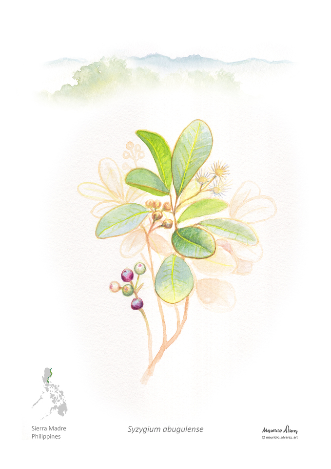 Drawn from Absence: Why Illustration Matters for Forgotten Species