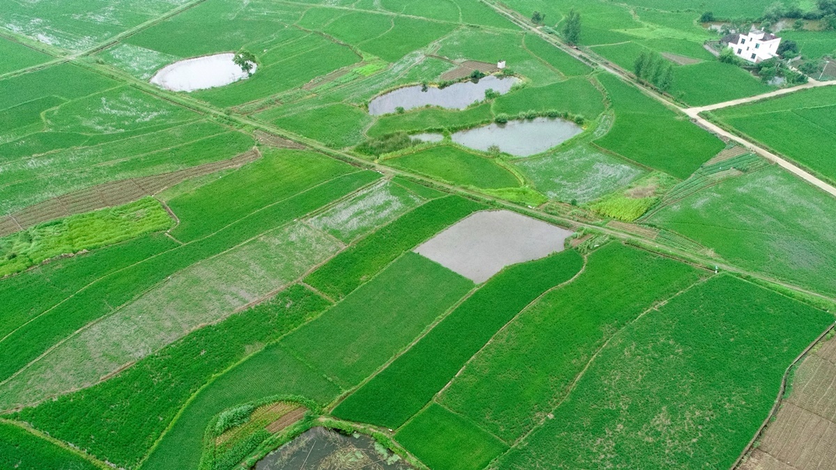 Looking back at the traditional wisdom provides insight into future solutions to sustainable and resilient rice farming