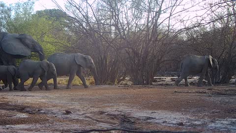 Elephant from the Nazinga Classified Forest in Burkina Faso