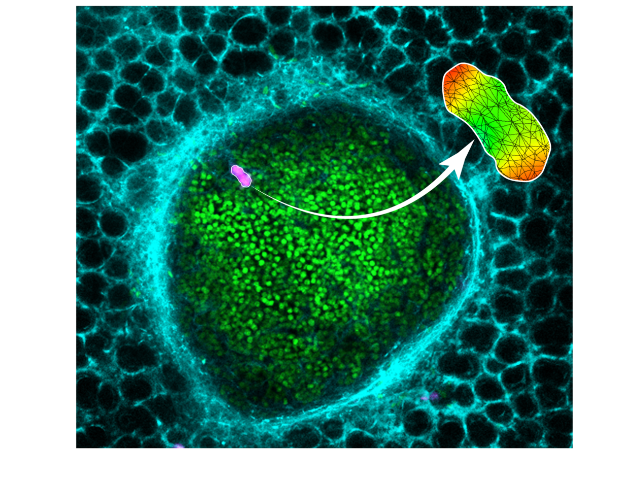 Measuring 3D forces in live mouse tumors