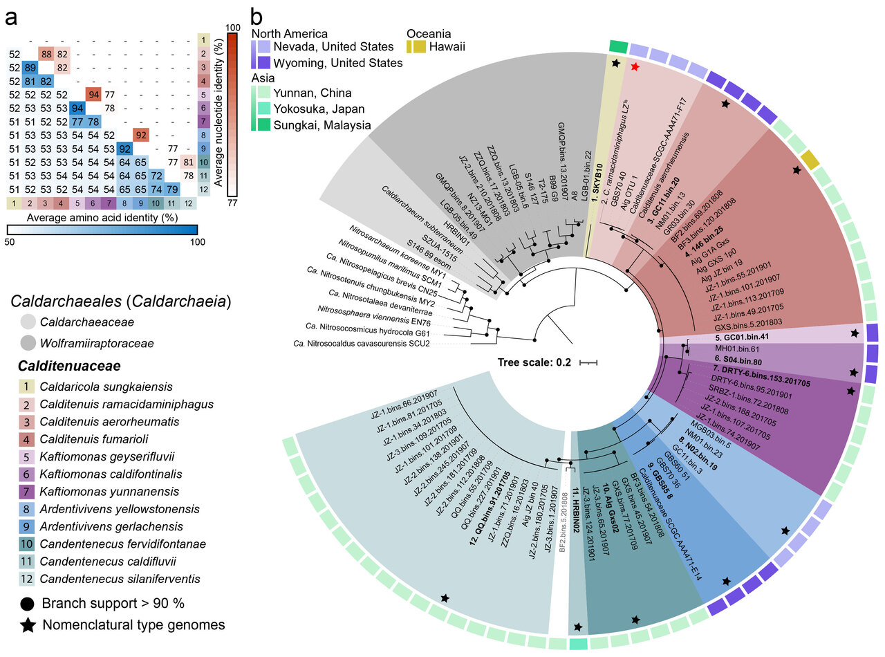 A “Gourmet Diet” for Thermophilic Archaea: How Branched-Chain Amino Acid Specialization Drives the Diversification of Calditenuaceae