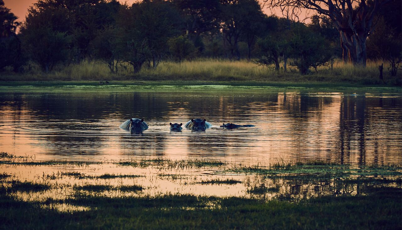 RF VHF DMR and Collar Technology