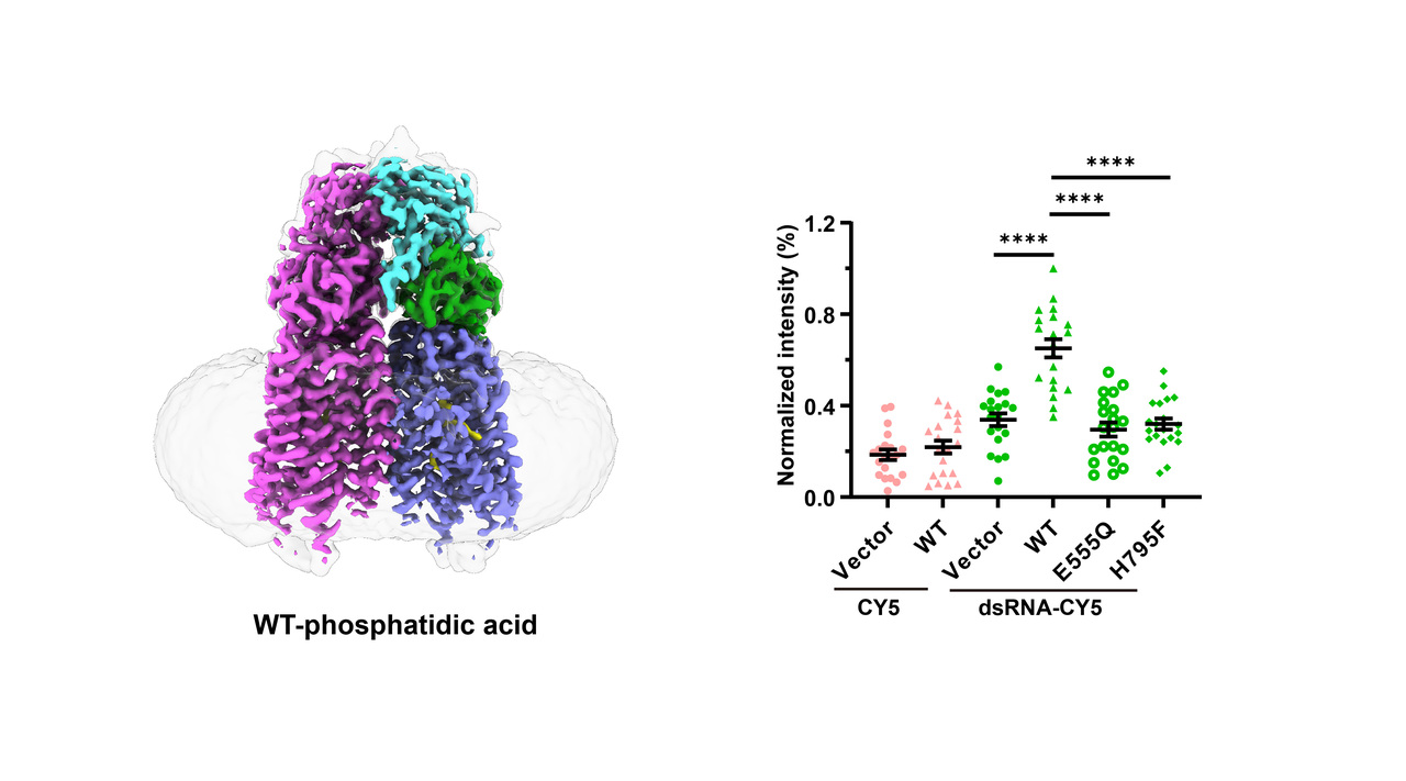 Unveiling the mechanism of SIDT1 in cellular uptake of dsRNA