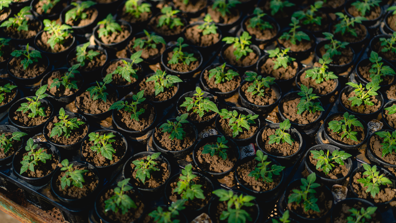 How microbial teamwork keeps plant healthy