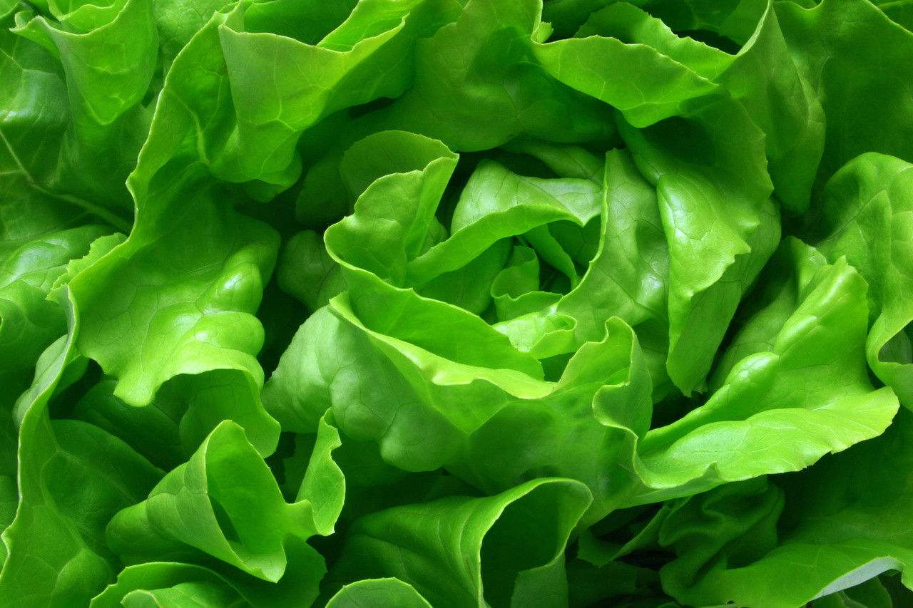 Romaine lettuce grower responsible for E.Coli outbreak remains unidentified