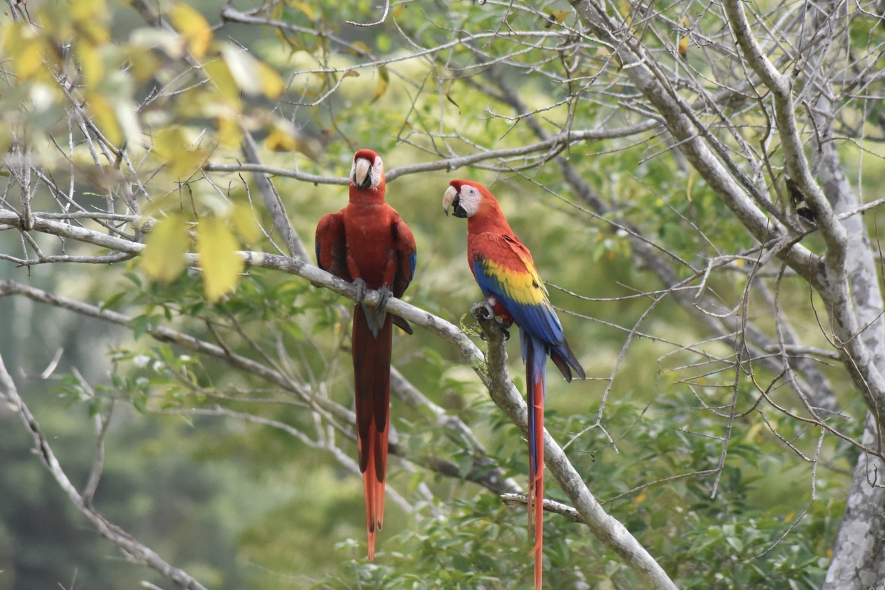 Field Biologist, MSc Environmental Science