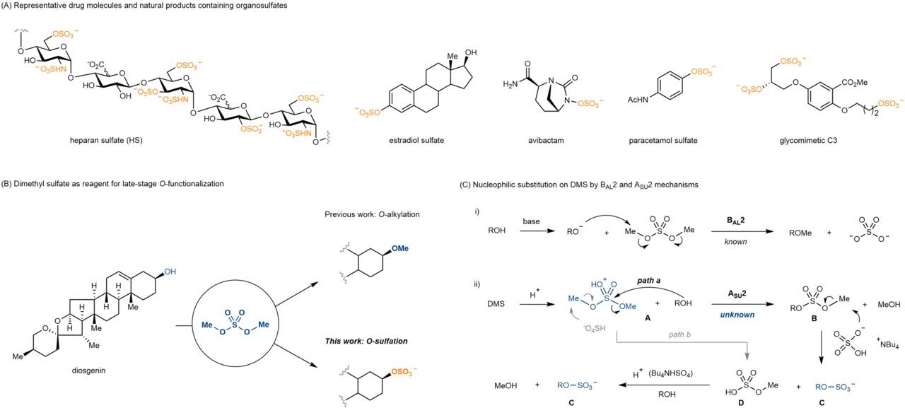  New chemical flowers bloomed by old reagents: dimethyl sulfate and diisopropyl sulfate as practical and versatile reagents in O-sulfation