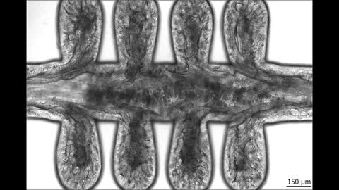 Visual of the week from article 'Bioengineered human colon organoids with in vivo-like cellular complexity and function'.