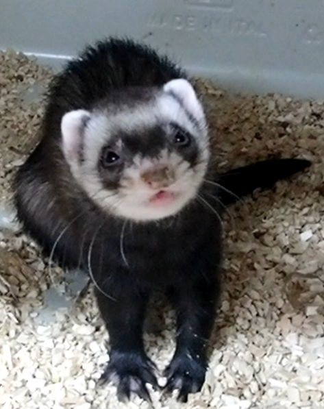 The bat-borne H9N2 influenza A virus exhibits concerning zoonotic features