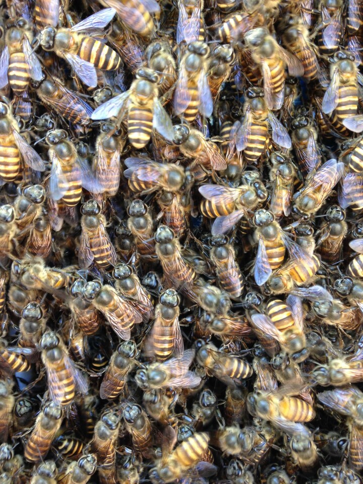 The edge is not like the centre: founder effects in expanding populations