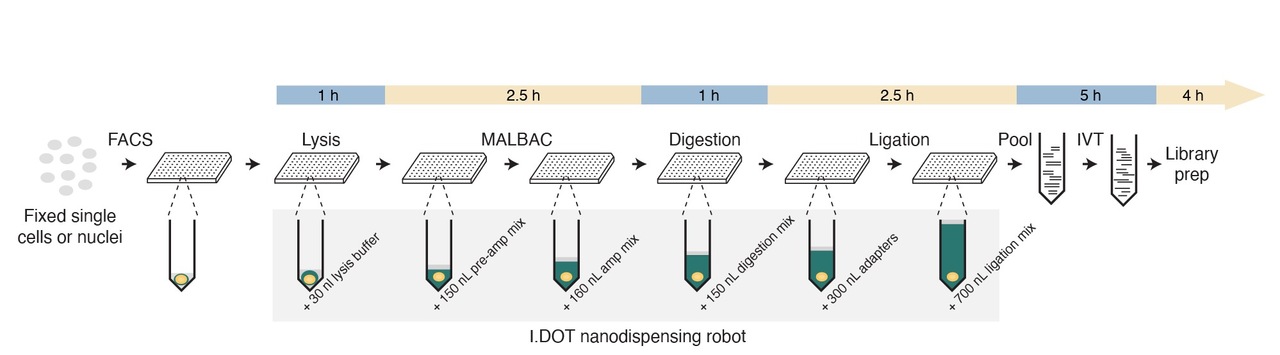 DNA copy number profiling at single-cell resolution