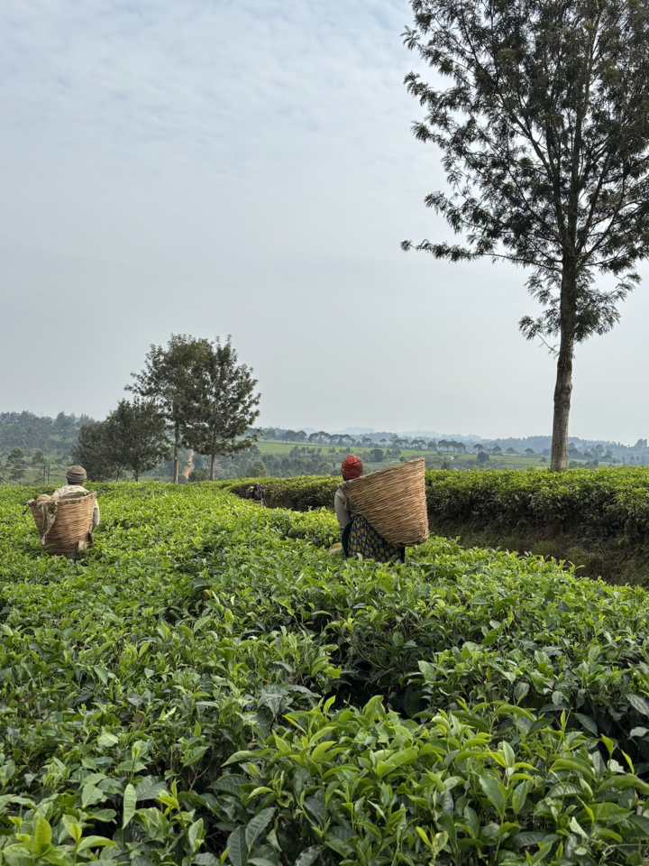 LiA Journal - Kasiisi Project Week 1