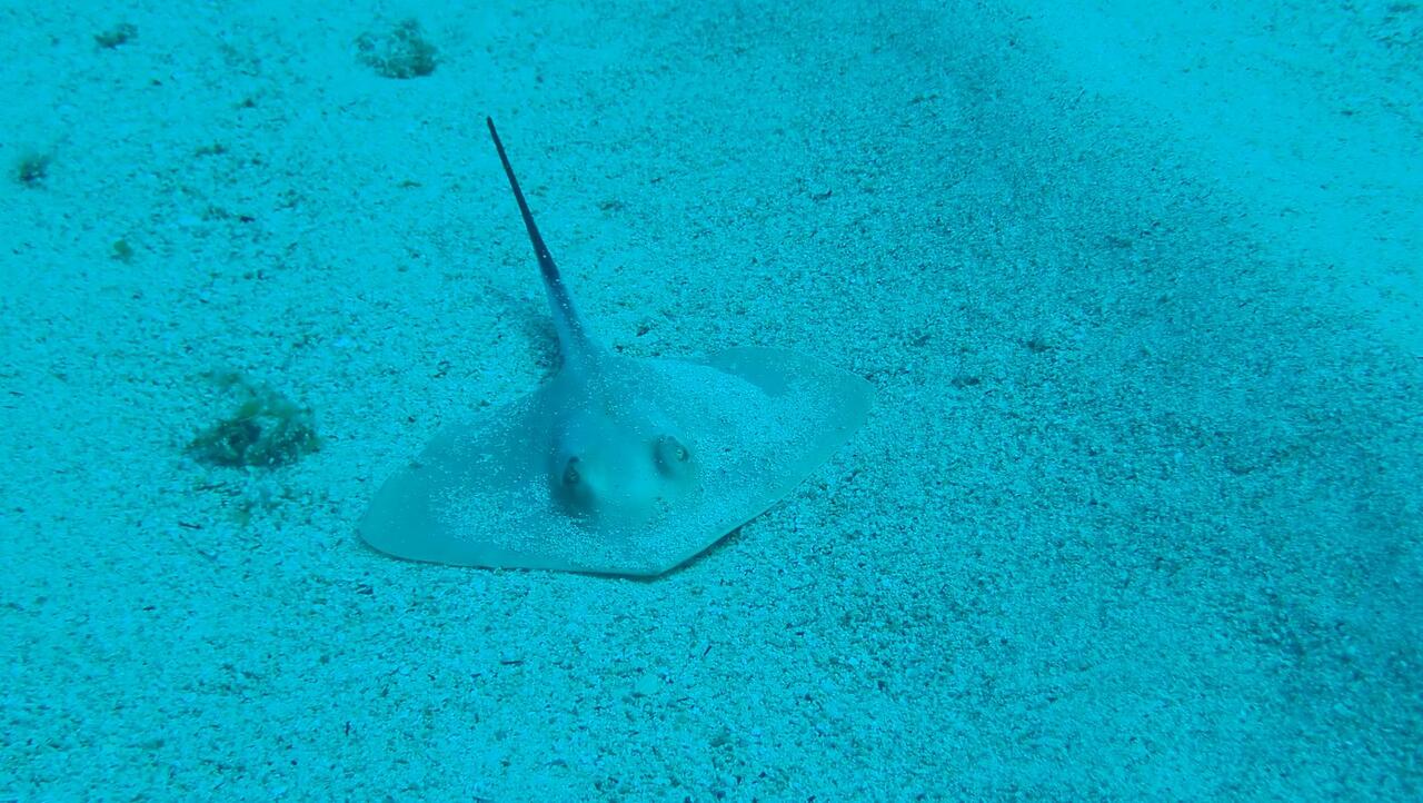 Sharks, Rays, and Skates, Oh My!