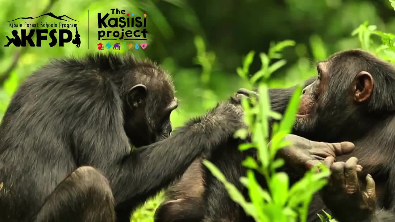 Summer 2 Blog Post: LiA Showcase (World Chimpanzee Day 2025)