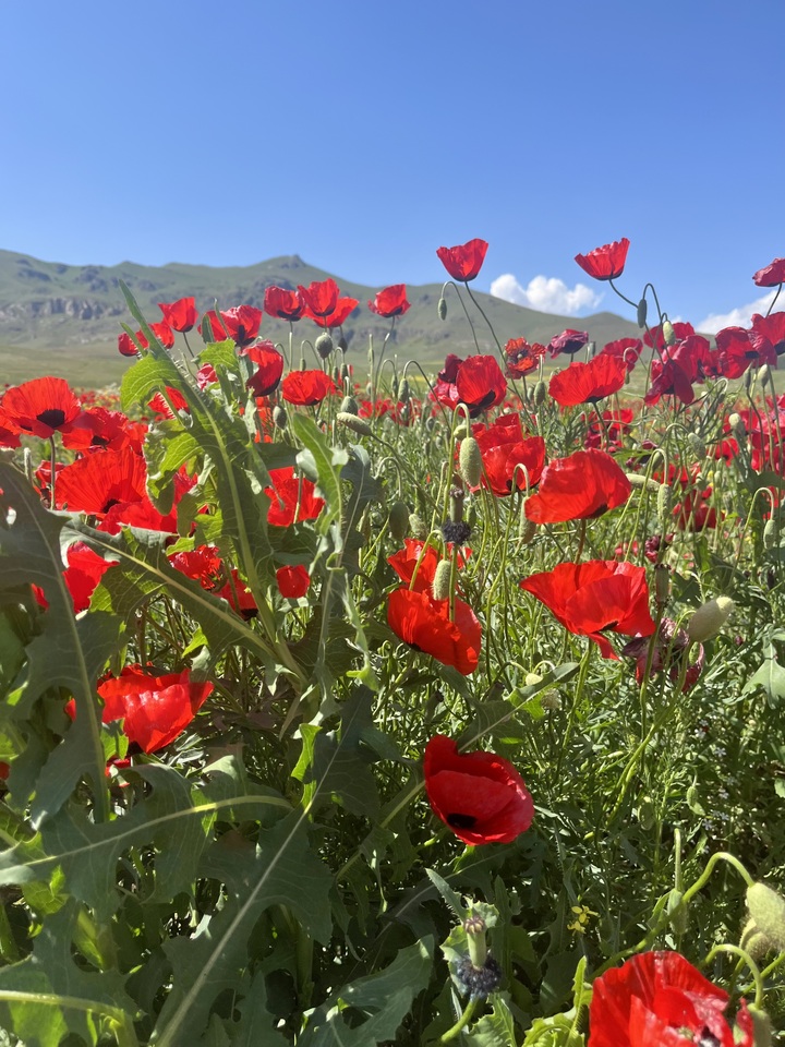 LIA Week 1 🍊🧿🌱