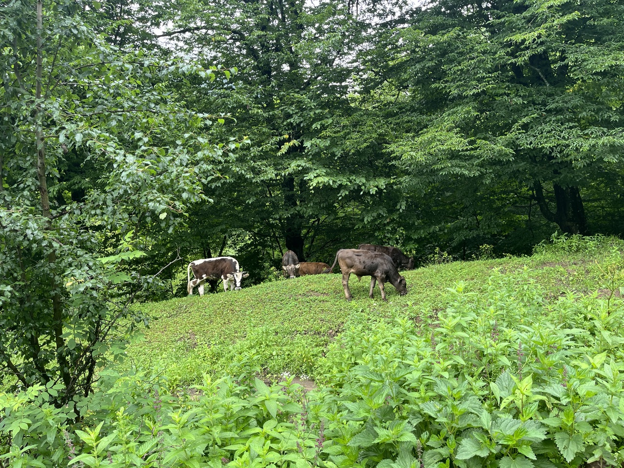 LIA Week 4 🐂🌿☕