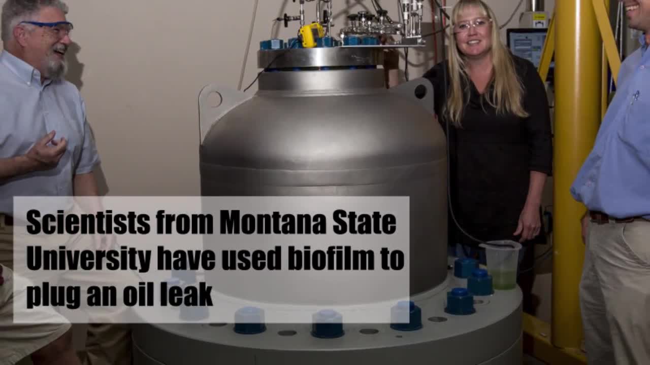 Using bacteria to plug oil leaks