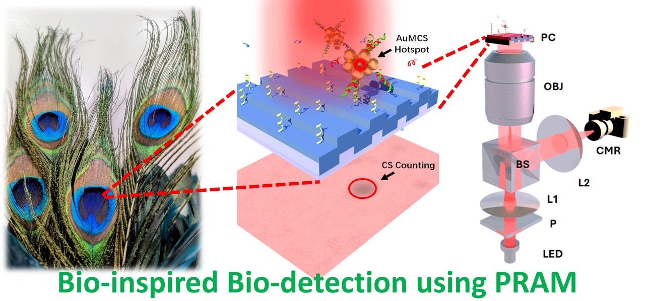 Seeing the unseen: How hybrid nano-assemblies make biosensing sharper and smarter