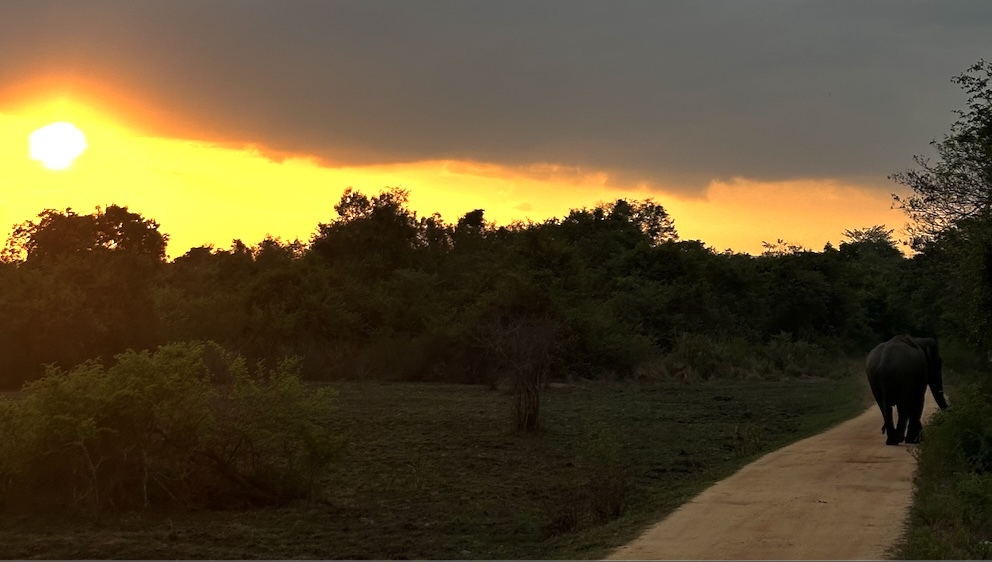 Elephants and People | "Saving eles by helping people"