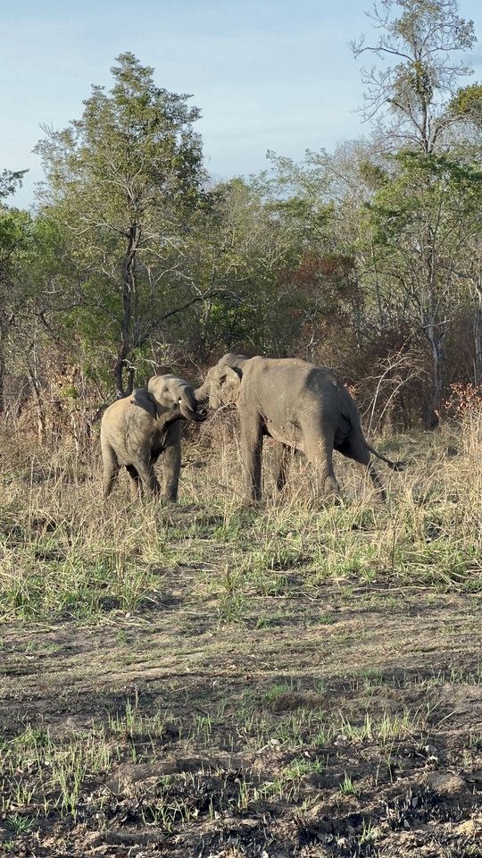 Elephants vs People | The inevitable matchup 