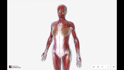 BioDigital Human 3D Interaction Tools Overview (Audio ES)
